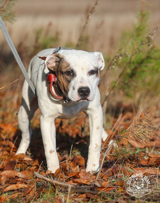 APBT Pit Bull  import USA