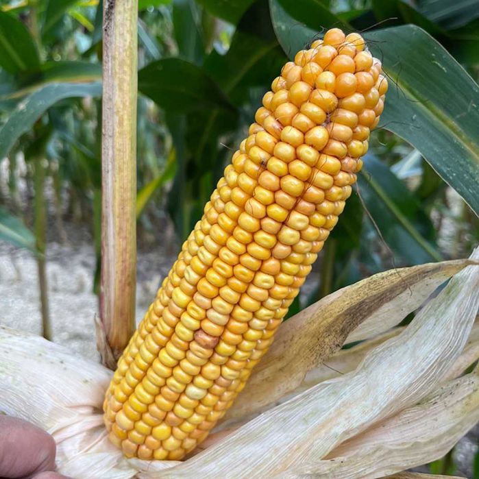 Kukurydza AXENT FAO 250