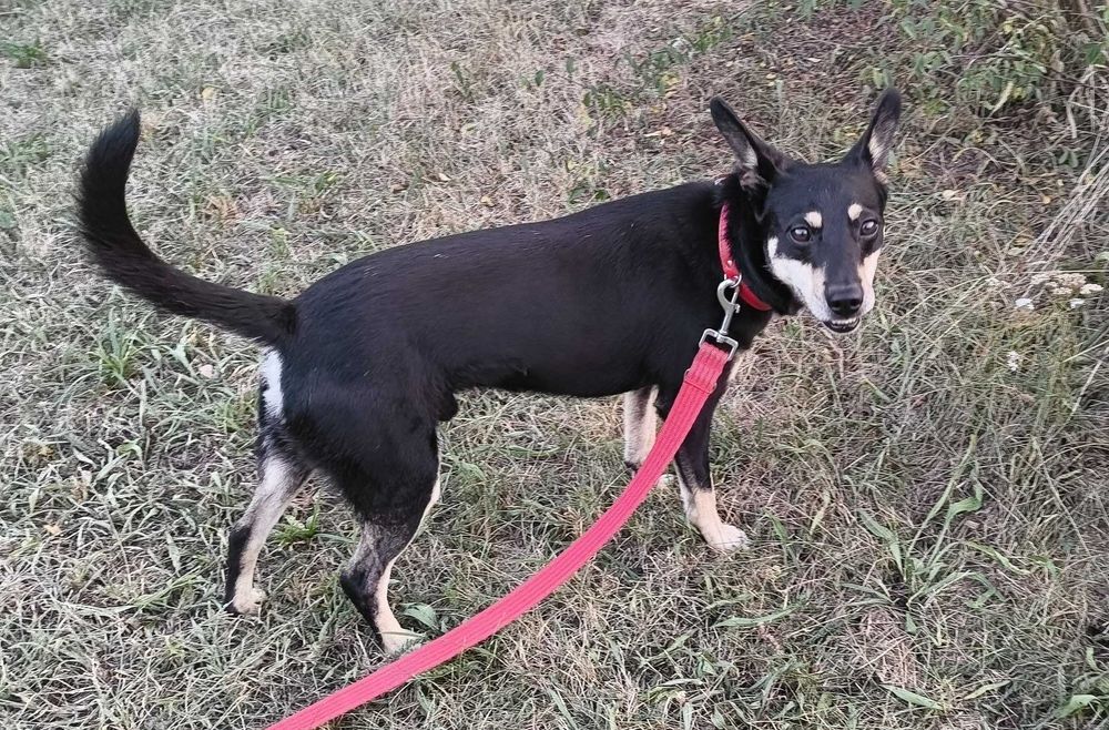 Pilne! Cudowny piesek usycha w schronisku