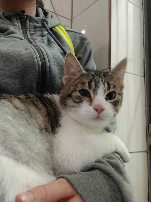 Verona o oryginalnym futerku czeka na dom w częstochowskim schronisku