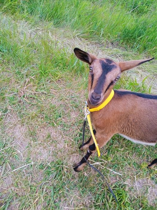 Продам козочок альпійка Карамелка та ламанча Шанелька!