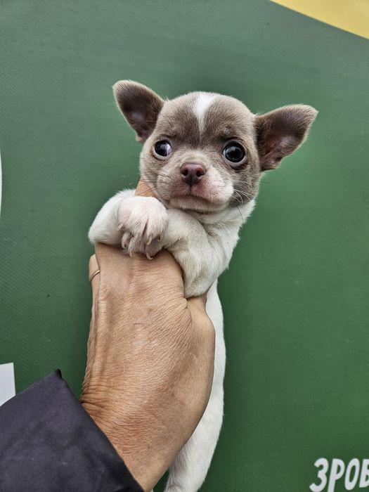 Хлопчик чіхуашечка