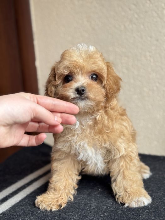 Мальтипу мини мальчик полтава