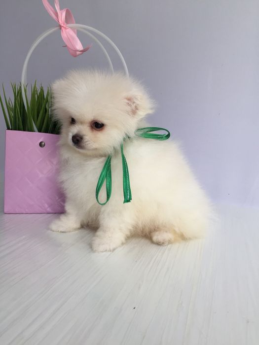 Шпіц гарненький хлопчик