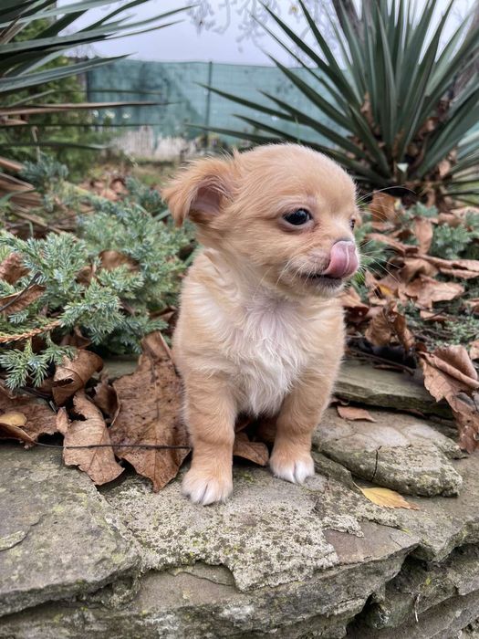 Мальчик длинношорстный мини