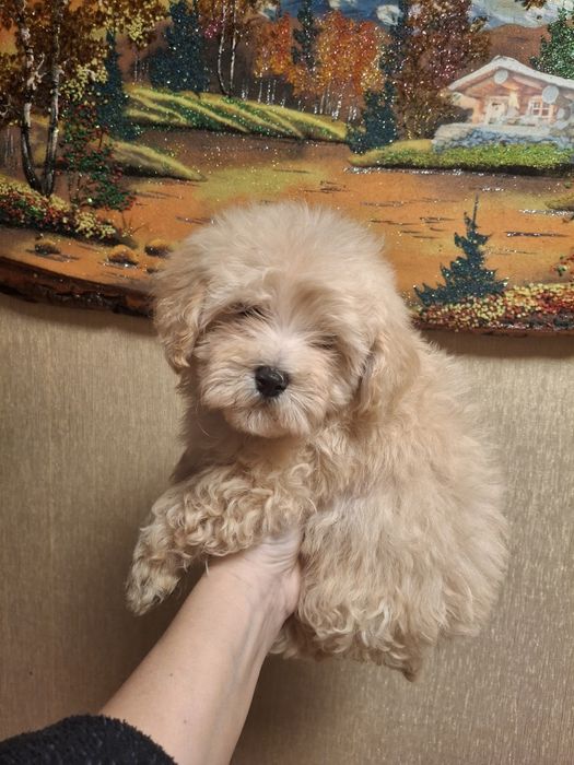 Мальчишки Мальтипу ф1!