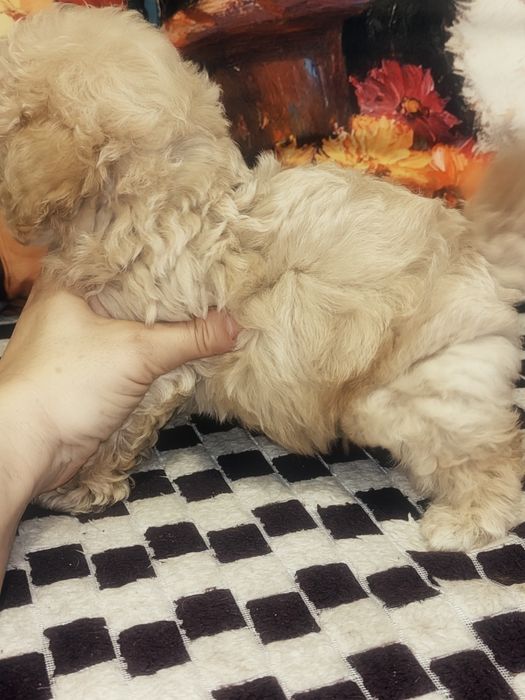Śliczna mała suczka Maltipoo