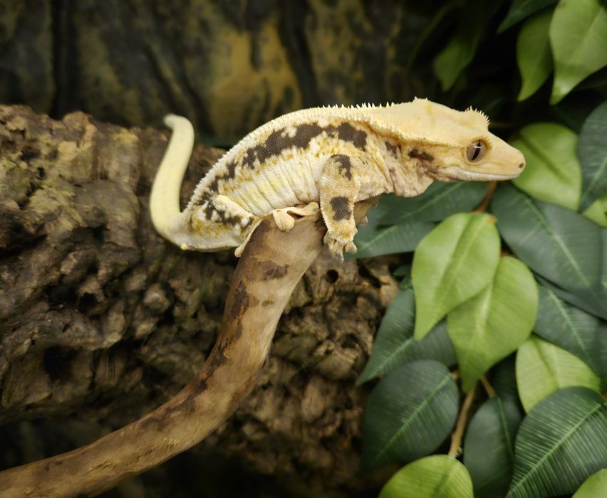 Gekon orzęsiony lilly white dorosła samica
