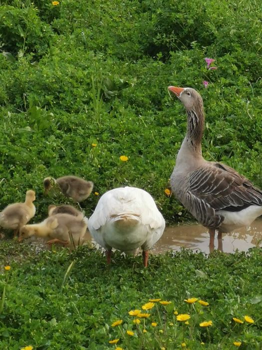 Patos gansos com 3 meses
