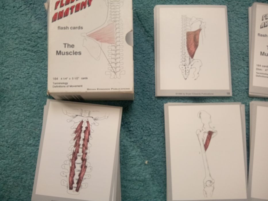 Карточки на английском языке анатомия человека