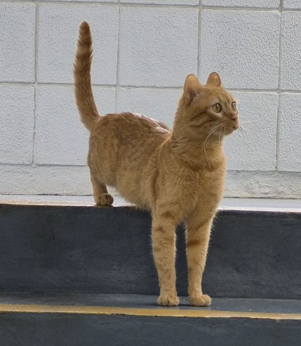 Gatinho para adocao