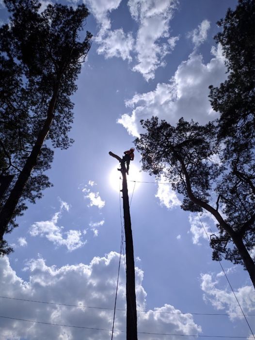 Спилить дерево, обрезка, удалить кронировать !