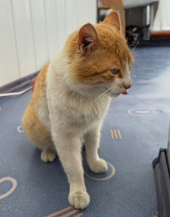 Котик шукає родину