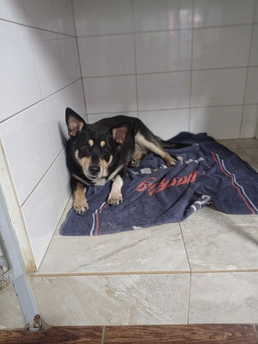 Собака в любящие руки