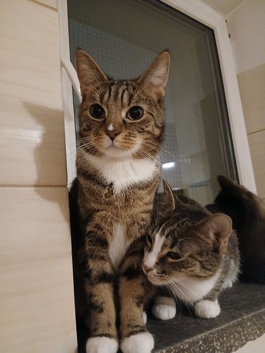 Przystojniak do pokochania