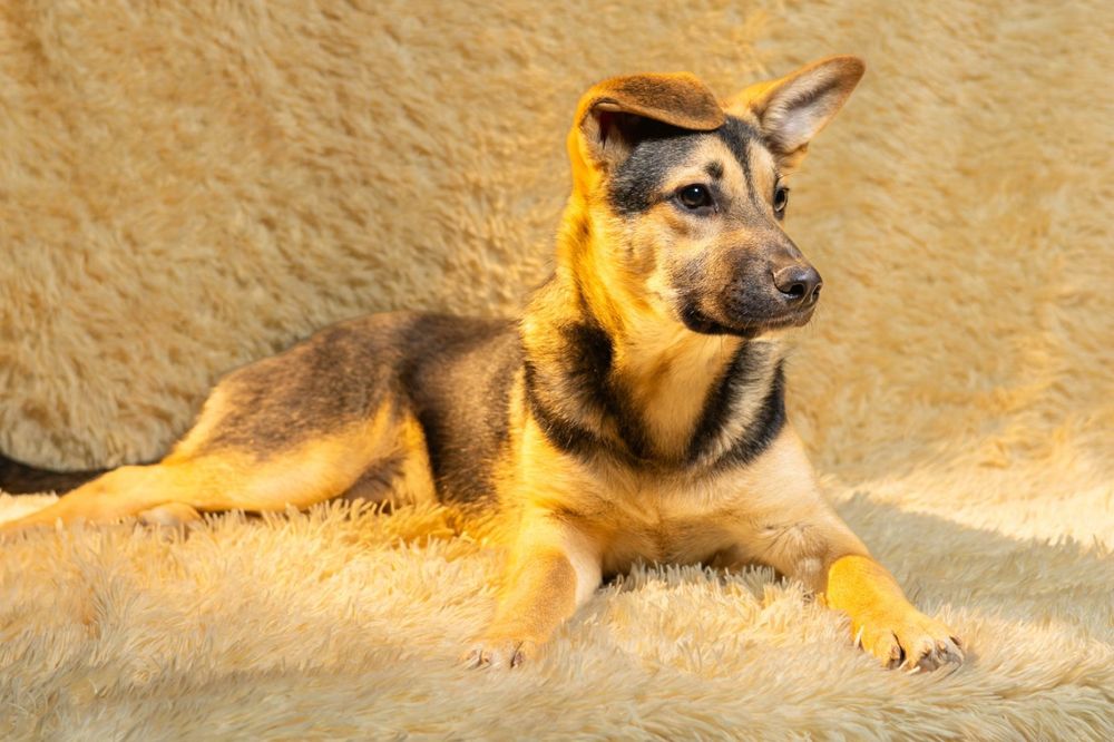 Метис вівчарки в добрі руки