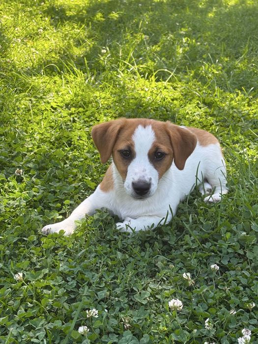 Jack Russell Terrier –  suczka Jagoda