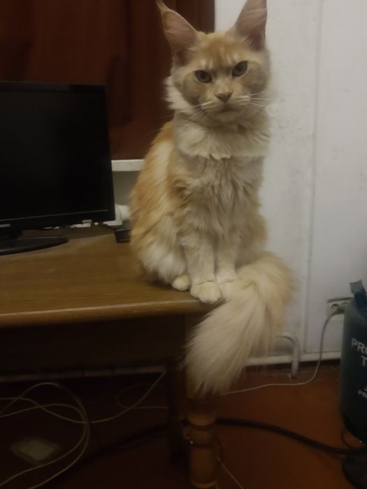 Кішка породи мейнкун