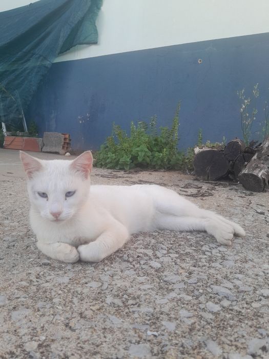Gata branca de olhos azuis