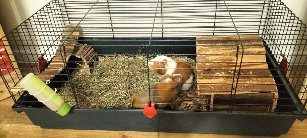 Świnki morskie z klatką i wyposażeniem