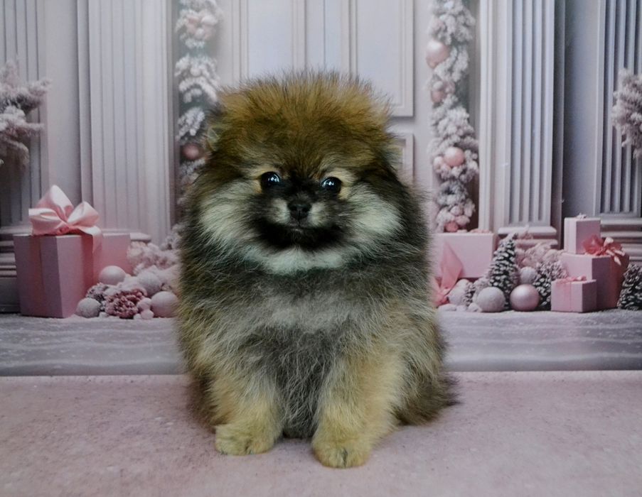 Дівчіна міні пом шпіц