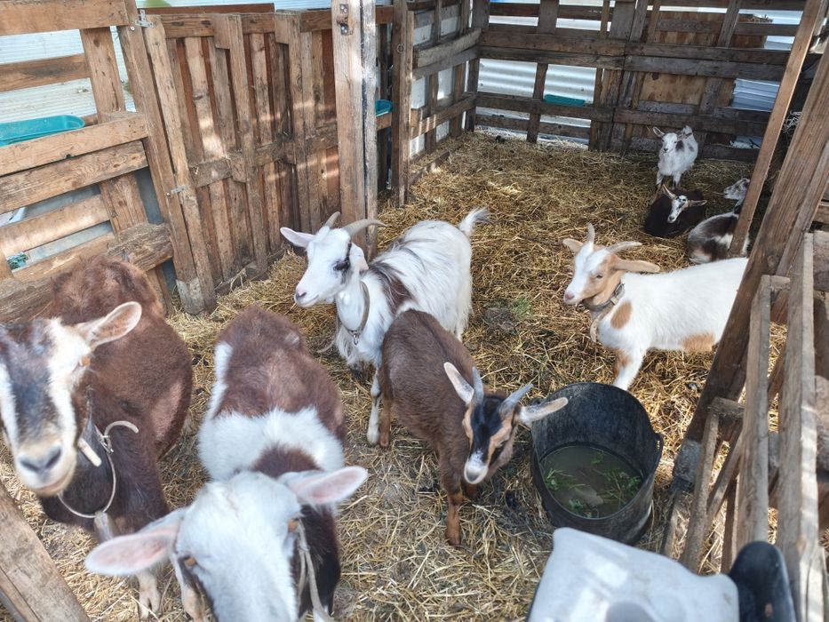 Cabras, bodes e cabritos
