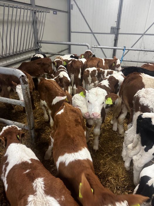 Cielęta mięsne i mieszanki