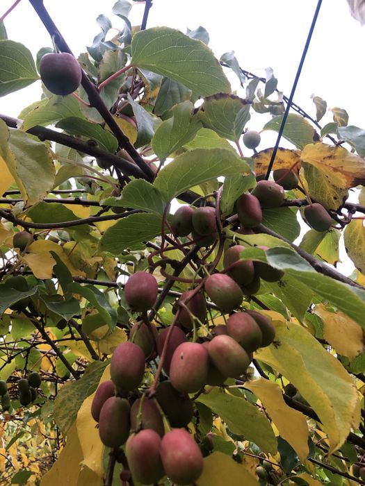 Актинідія в горшку. 14 сортів. Самовивіз та пошта