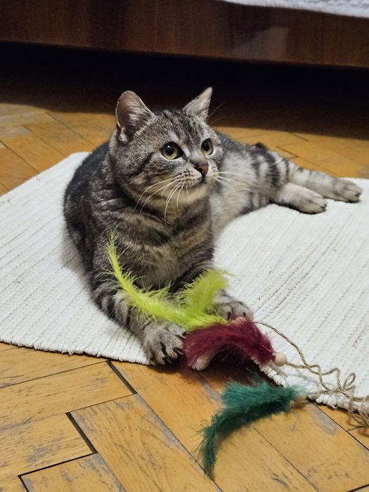 Koty - dom tymczasowy potrzebny na cito