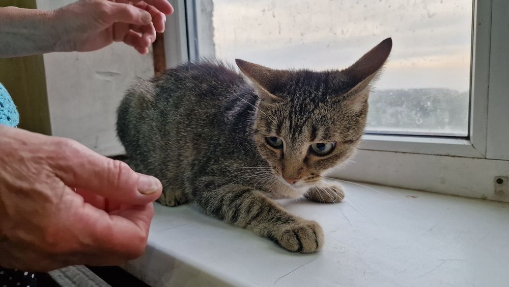 Шукає дім молода, стерильна, оброблена від паразитів