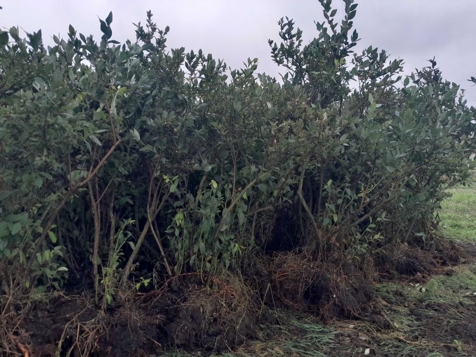 Krzewy borówki amerykańskiej