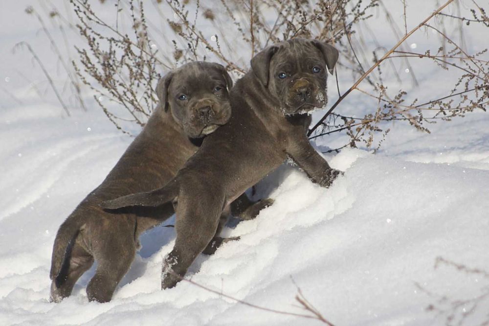 Блакитні цуценята