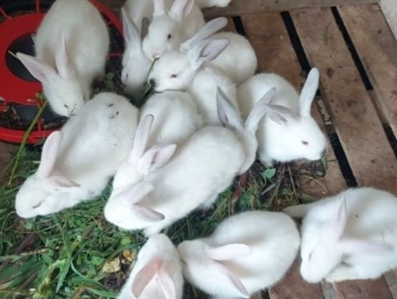 Coelhos 2.5 meses N. Zelândia para criação