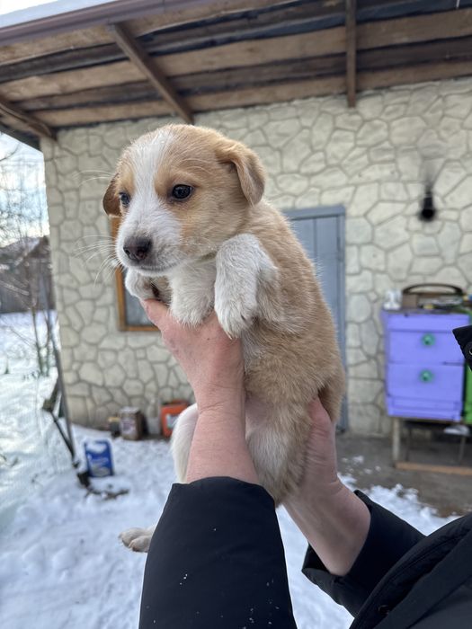 Цуценята шукають дім (від 22.10) - дівчинка