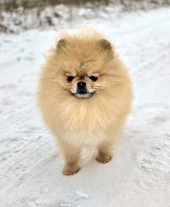 Reproduktor FCI ZKwP Pomeranian szpic miniaturowy