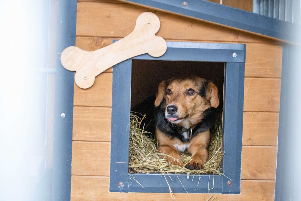 NELA, PSINKA DO PILNEJ ADOPCJI - mamy czas do 31 grudnia 2025r.