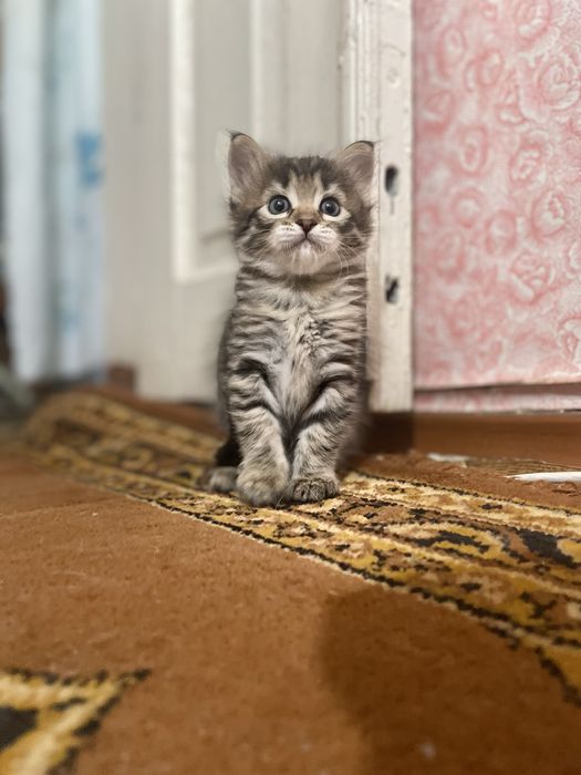 Віддам в добрі руки кошеня