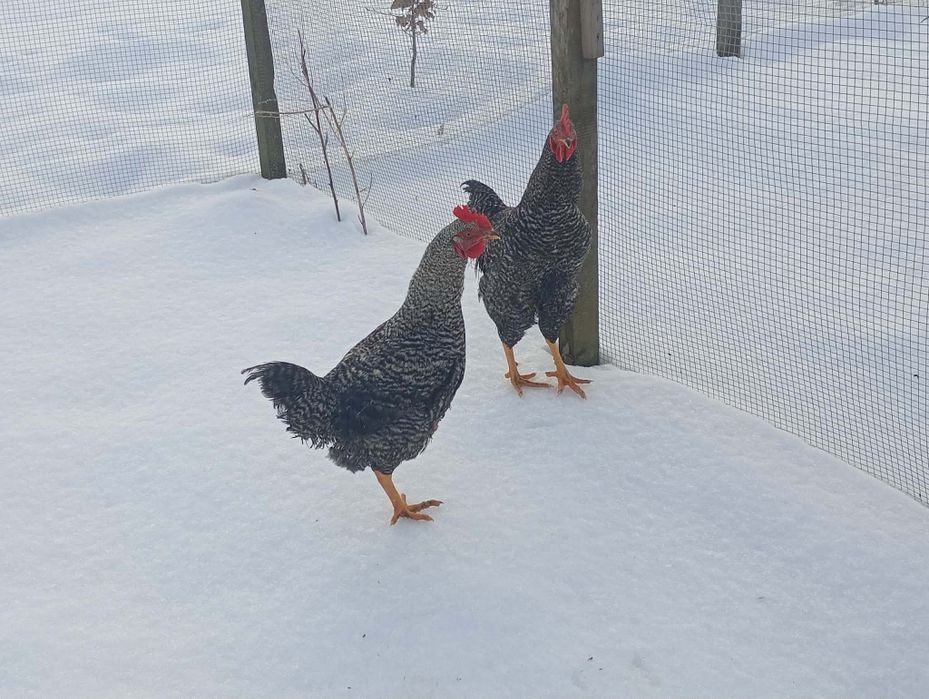 Sprzedam koguty młode