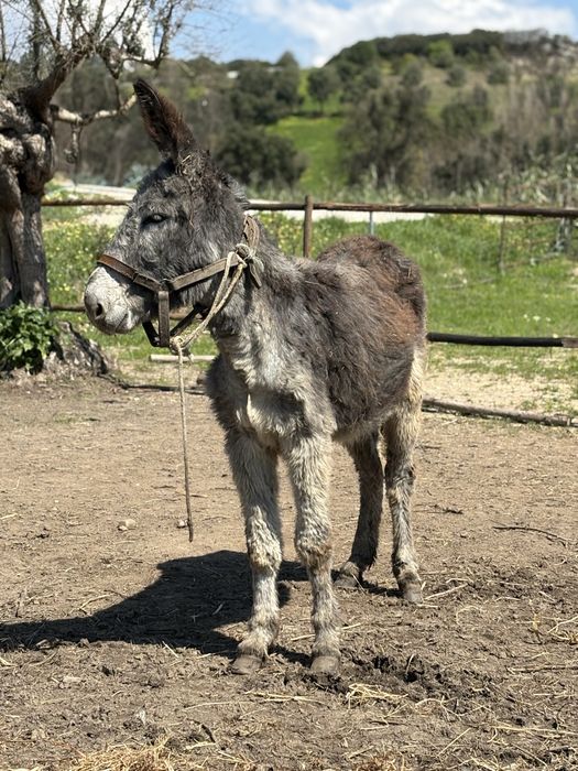 Burro com 5 anos montado e engatado