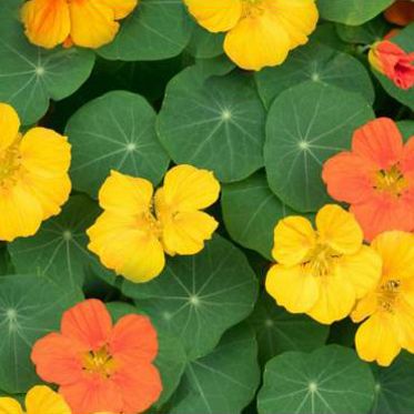 Sementes flores comestíveis biológicas certificadas - várias espécies