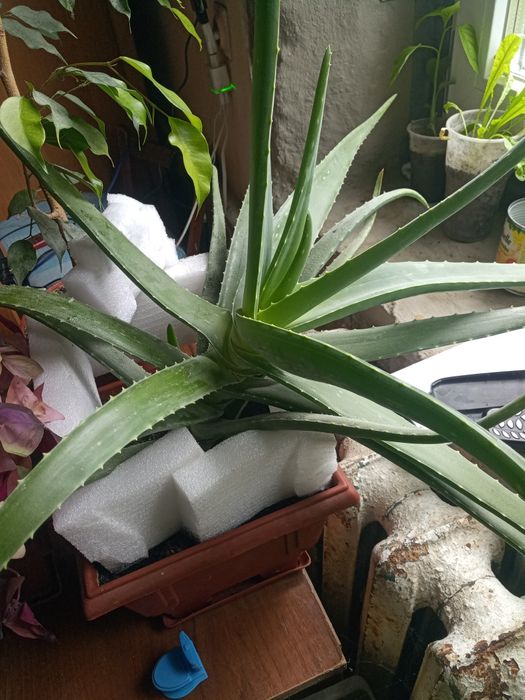 Алое Вера ( лист и отводки)