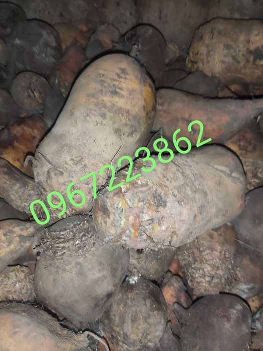 Кормовий буряк, с.Бережанка, Катя