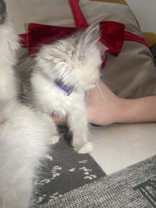 Kot kotka kocurek koteczka Ragdoll Ragdolle