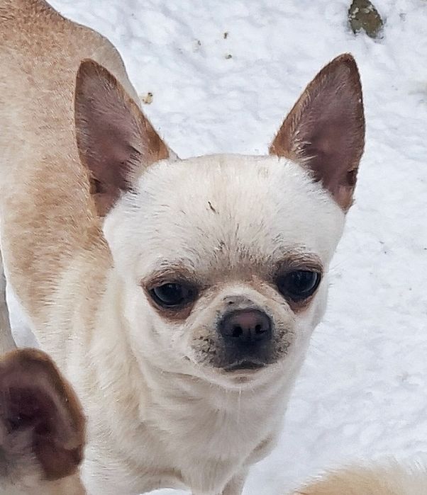 Очень красивый кремовый гладкошерстный мальчик чихуахуа