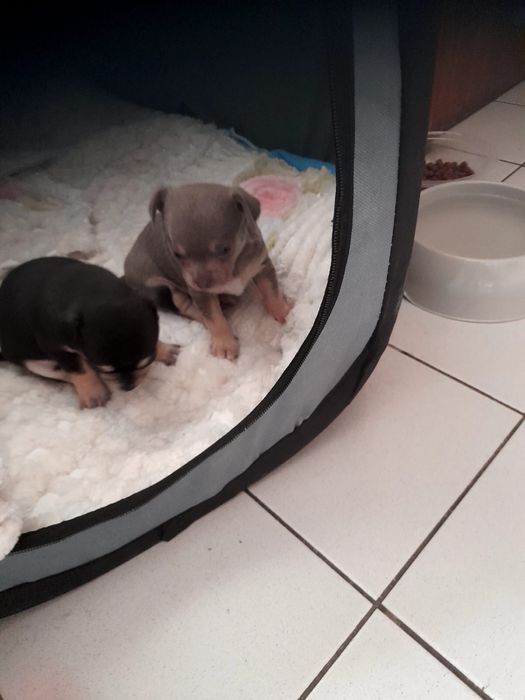 Femea da raça Chihuahua, muito pequena cor lilac