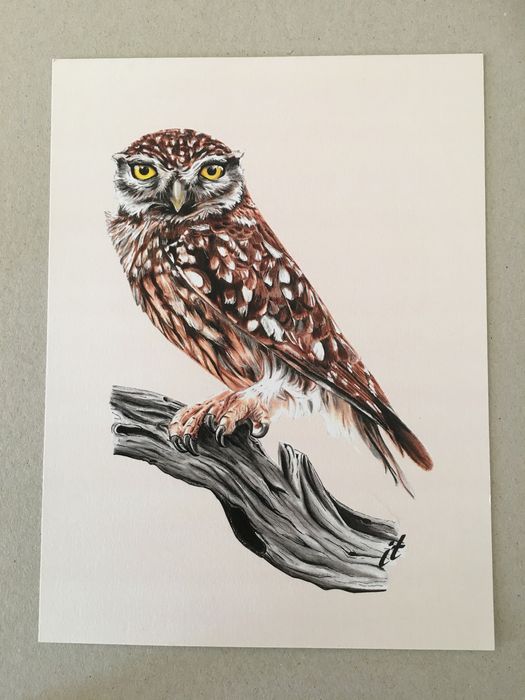 Ilustração desenho Mocho Galego Iryna Tarasova