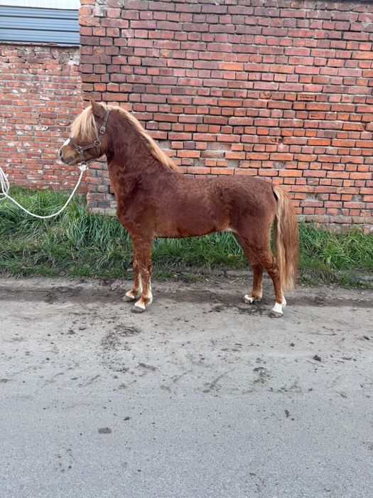 Kucyk szuka nowego domu