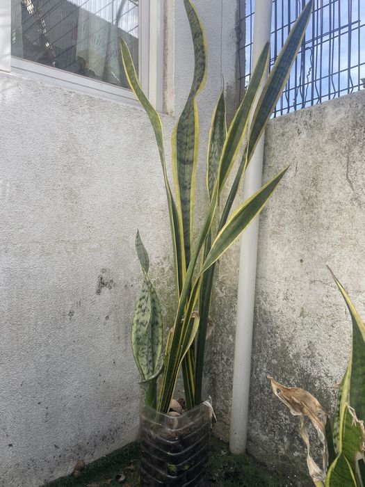 Espada de são Jorge