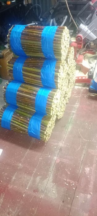 Wierzba energetyczna