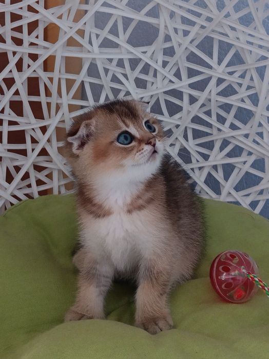 Шотландський муркотун